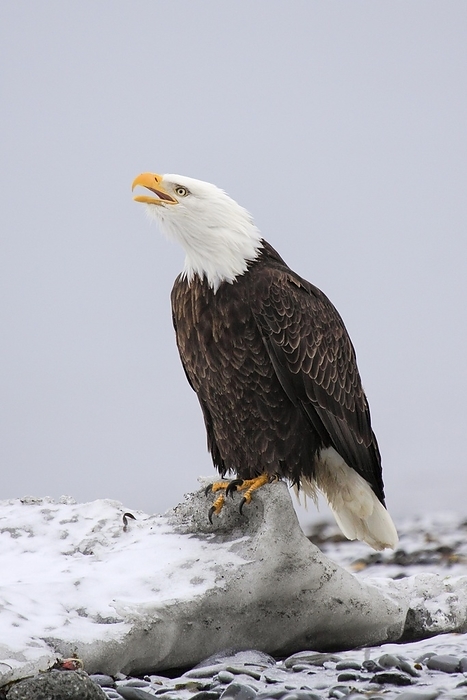 bald eagle  Haliaeetus leucocephalus  Bald Eagle  Haliaeetus leucocephalus , Bald Eagle, Homer, Kenai Peninsula, Alaska, USA, North America, by Patrick Frischknecht