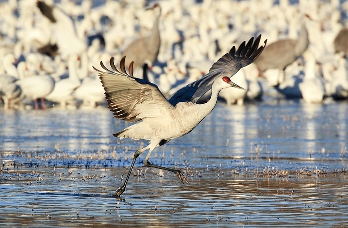 Sandhill crane (Grus canadensis), Sandhill crane, mass standing in water, some flying away, departing on wintering grounds, Bosque del Apache National Wildlife Refuge, New Mexico, USA, North America, by Patrick Frischknecht