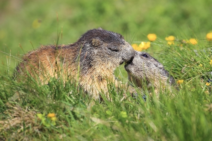 Alpine marmot couple kissing in alpine flower meadow, by Patrick Frischknecht