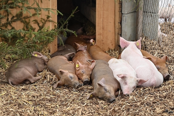 Sleeping piglets, by Pius Koller