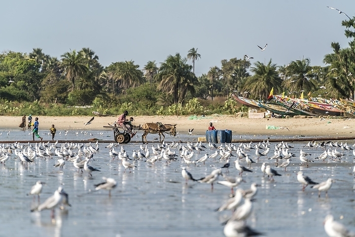 A flock of seagulls on the beach of Sanyang, Gambia, West Africa, Africa, by Peter Schickert