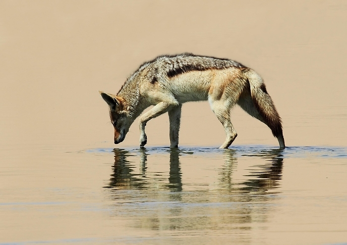 black backed jackal  carnivore, Canis mesomelas  Silver Backed Jackal  Canis mesomelas  reflected in a pool of water, Sandwich Harbour, Namibia, Africa, by Russell Millner