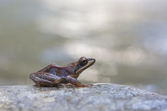 Pyrenean frog (Rana pyrenaica), Pyrenees, Aragon, Spain, Europe, by Franz Christoph Robiller