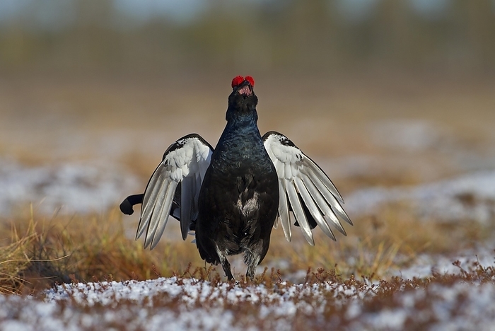 blackcock  male black grouse  Black grouse  Tetrao tetrix , cock doing a flutter jump on mating arena in bog, Kainuu, Finland, Europe, by Franz Christoph Robiller