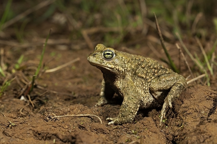 Natterjack toad (Epidalea calamita), toad migration, Thuringia, Germany, Europe, by Franz Christoph Robiller
