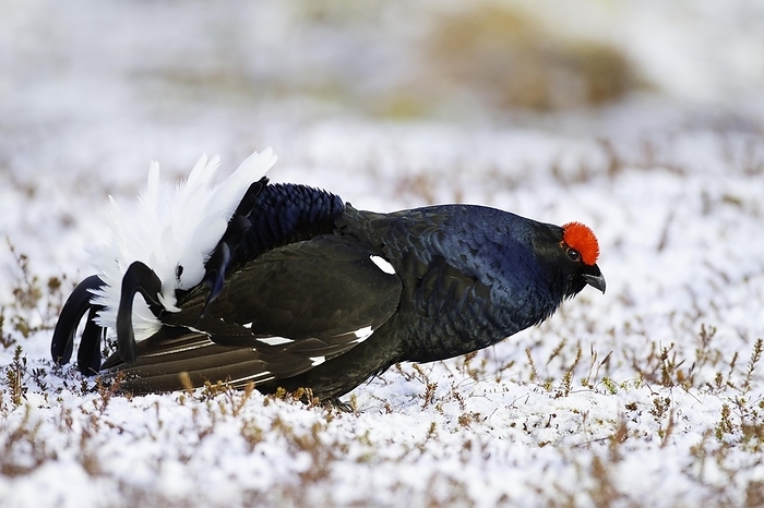 blackcock  male black grouse  Black grouse  Tetrao tetrix , courting cock on mating arena in bog, Kainuu, Finland, Europe, by Franz Christoph Robiller