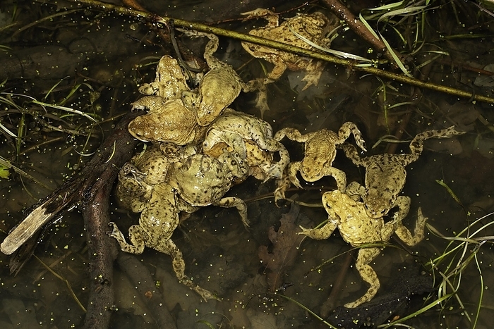 common toad  Bufo bufo  Common toads  Bufo bufo , clump of several clinging common toad males and one female, toad migration, Thuringia, Germany, Europe, by Franz Christoph Robiller