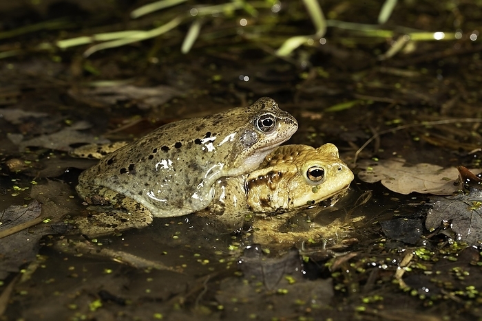 common brown frog  Rana rugosa  Common toad  Bufo bufo  and common frog  Rana temporaria , mismatch, toad migration, Thuringia, Germany, Europe, by Franz Christoph Robiller