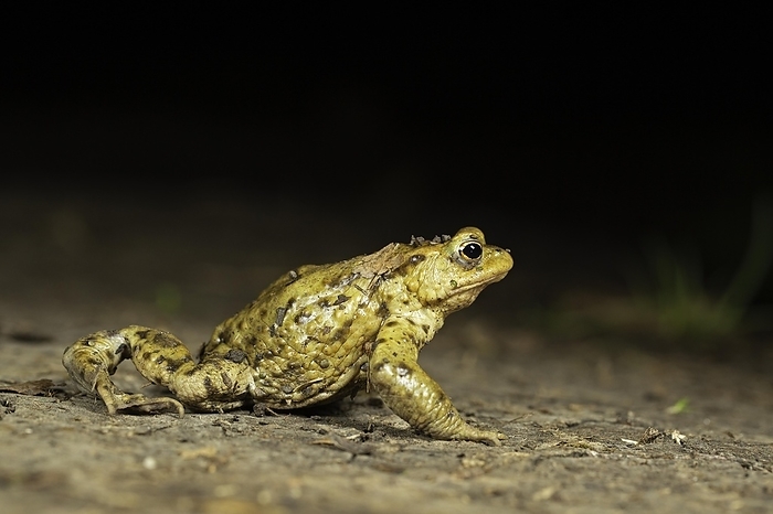 common toad  Bufo bufo  Common toad  Bufo bufo , Toad migration, Thuringia, Germany, Europe, by Franz Christoph Robiller