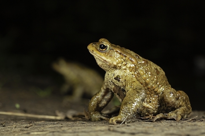 common toad  Bufo bufo  Common toad  Bufo bufo , Toad migration, Thuringia, Germany, Europe, by Franz Christoph Robiller
