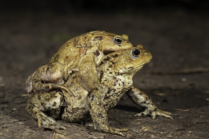 common toad  Bufo bufo  Common toad  Bufo bufo , pair in amplexus, toad migration, Thuringia, Germany, Europe, by Franz Christoph Robiller