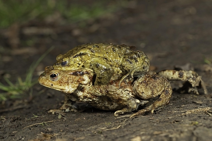 common toad  Bufo bufo  Common toad  Bufo bufo , pair in amplexus, toad migration, Thuringia, Germany, Europe, by Franz Christoph Robiller