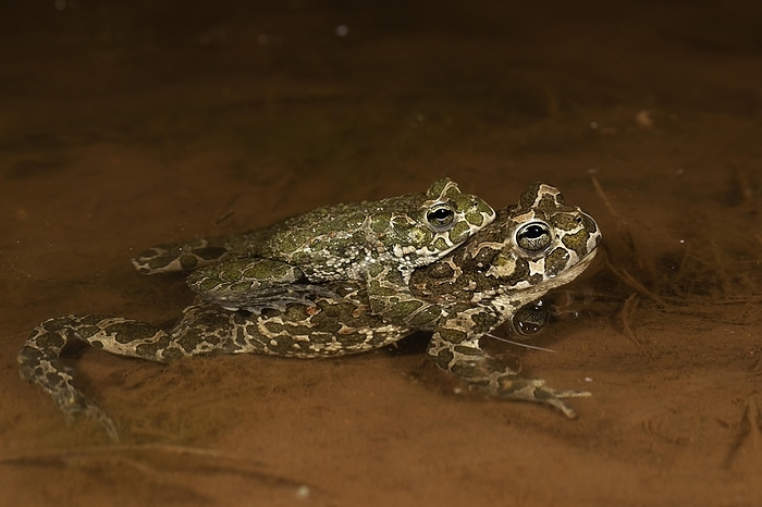 European green toad (Bufo viridis), pair in amplexus, Thuringia, Germany, Europe, by Franz Christoph Robiller
