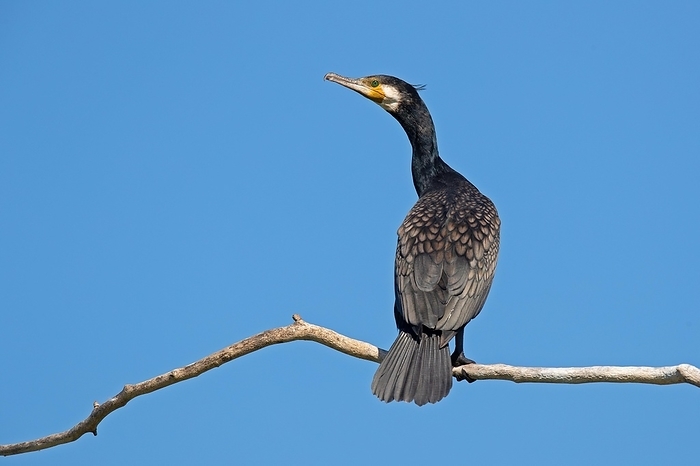 great cormorant  Phalacrocorax carbo  Great cormorant  Phalacrocorax carbo , Danube Delta Biosphere Reserve, Romania, Europe, by Franz Christoph Robiller