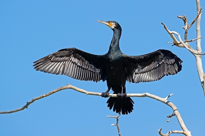 great cormorant  Phalacrocorax carbo  Great cormorant  Phalacrocorax carbo  lets sun dry its wings, Danube Delta Biosphere Reserve, Romania, Europe, by Franz Christoph Robiller