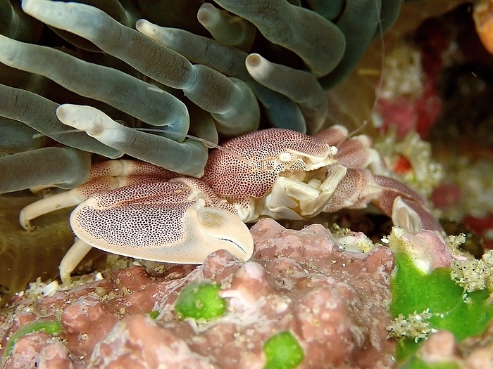 Spotted Porcelain Crab (Neopetrolisthes maculatus) under Sea Anemone, Sodwana Bay National Park Dive Site, Maputaland Marine Reserve, KwaZulu Natal, South Africa, Africa, by Rolf von Riedmatten
