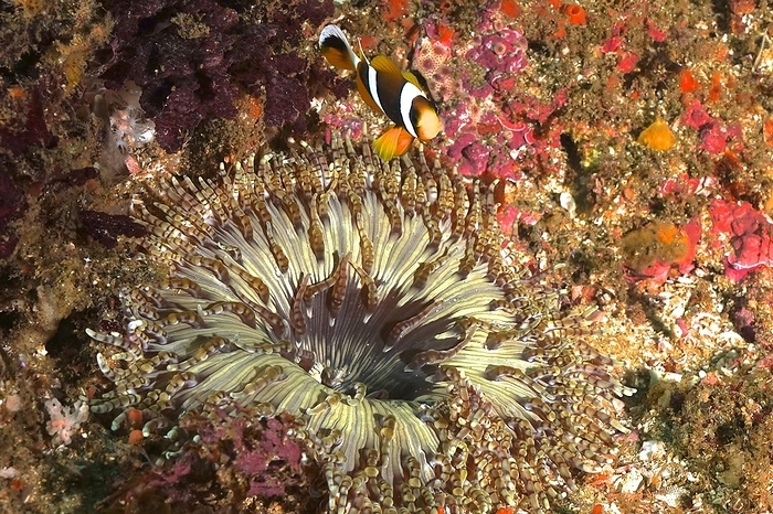 Beaded anemone (Heteractis aurora) with juvenile allards clownfish (Amphiprion allardi), Aliwal Shoal dive site, Umkomaas, KwaZulu Natal, South Africa, Africa, by Rolf von Riedmatten