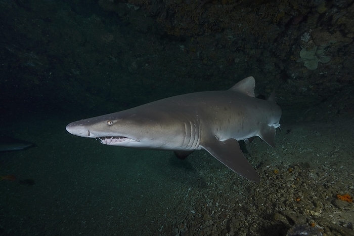 sand tiger shark  Carcharias taurus  Close up of sand tiger shark  Carcharias taurus  in its den, Protea Banks dive site, Margate, KwaZulu Natal, South Africa, Africa, by Rolf von Riedmatten