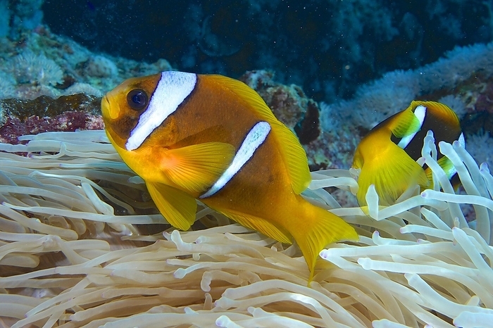 Pair of red sea clownfish (Amphiprion bicinctus) in its splendour anemone (Heteractis magnifica), dive site House Reef, Mangrove Bay, El Quesir, Red Sea, Egypt, Africa, by Rolf von Riedmatten
