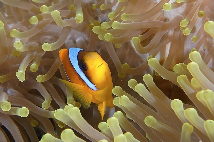 A red sea clownfish (Amphiprion bicinctus) in its splendour anemone (Heteractis magnifica), Daedalus Reef dive site, Egypt, Red Sea, Africa, by Rolf von Riedmatten