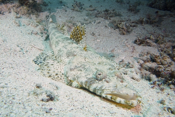 Tentacled flathead (Papilloculiceps longiceps), Shaab Marsa Alam dive site, Red Sea, Egypt, Africa, by Rolf von Riedmatten