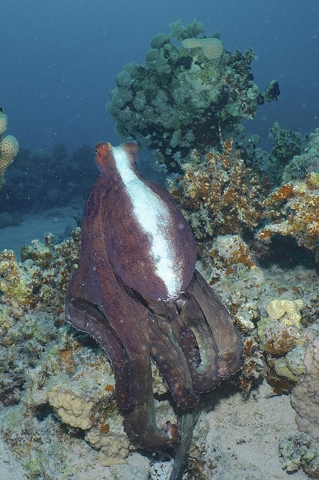 Great Blue Octopus (Octopus cyaneus), Dive Site House Reef Mangrove Bay, El Quesir, Egypt, Red Sea, Africa, by Rolf von Riedmatten