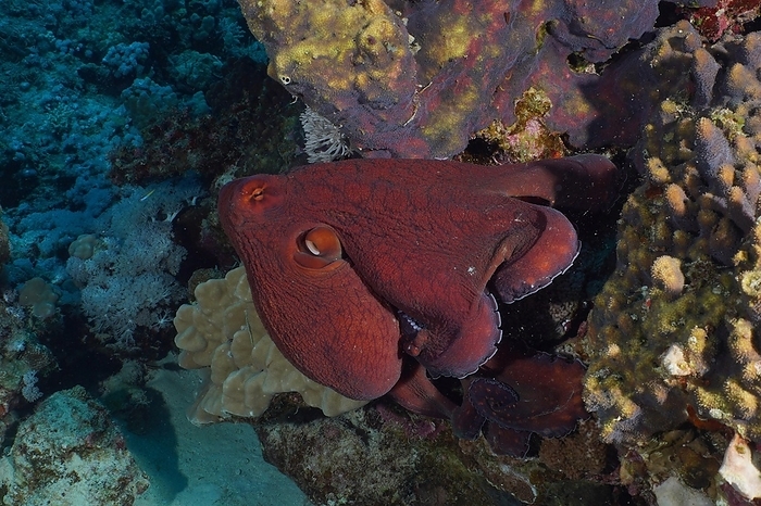 Great Blue Octopus (Octopus cyaneus), Dive Site House Reef Mangrove Bay, El Quesir, Egypt, Red Sea, Africa, by Rolf von Riedmatten