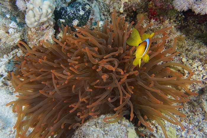 Fluorescent bubble-tip anemone (Entacmaea quadricolor) with red sea clownfish (Amphiprion bicinctus), Dive site House Reef, Mangrove Bay, El Quesir, Red Sea, Egypt, Africa, by Rolf von Riedmatten