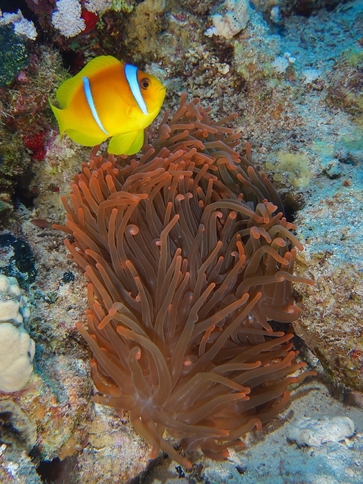 Fluorescent bubble-tip anemone (Entacmaea quadricolor) with red sea clownfish (Amphiprion bicinctus), Dive site House Reef, Mangrove Bay, El Quesir, Red Sea, Egypt, Africa, by Rolf von Riedmatten