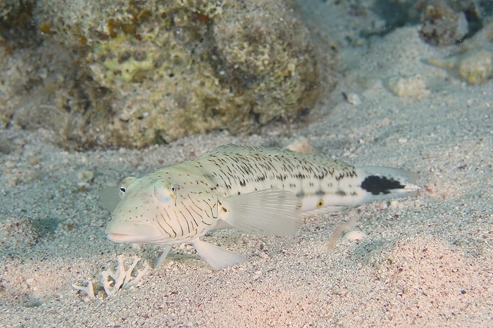 Speckled sandperch (Parapercis hexophthalma), House reef dive site, Mangrove Bay, El Quesir, Red Sea, Egypt, Africa, by Rolf von Riedmatten