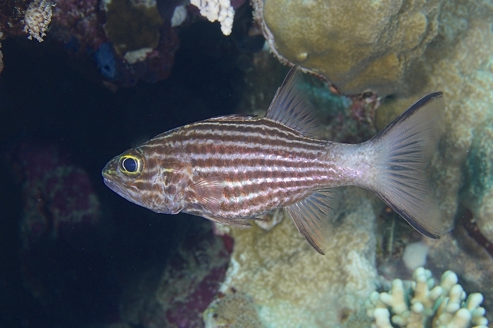 bluestriped spinefoot  Siganus fuscescens, species of Indo West Pacific rabbitfish  Largetoothed cardinalfish  Cheilodipterus macrodon , Dive Site House Reef, Mangrove Bay, El Quesir, Red Sea, Egypt, Africa, by Rolf von Riedmatten