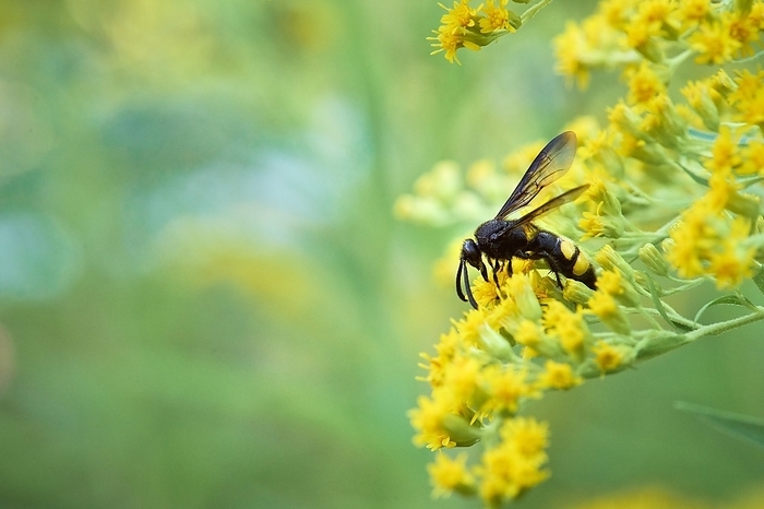 Bristly dagger wasp (Scolia hirta) collecting nectar from a yellow flower of goldenrod (Solidago), Styria, Austria, Europe, by Sabine Fallend