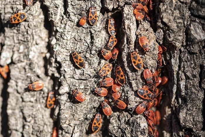 Fire bugs (Pyrrhocoridae), popularly known as fire beetles, Germany, Europe, by Stephan Schulz