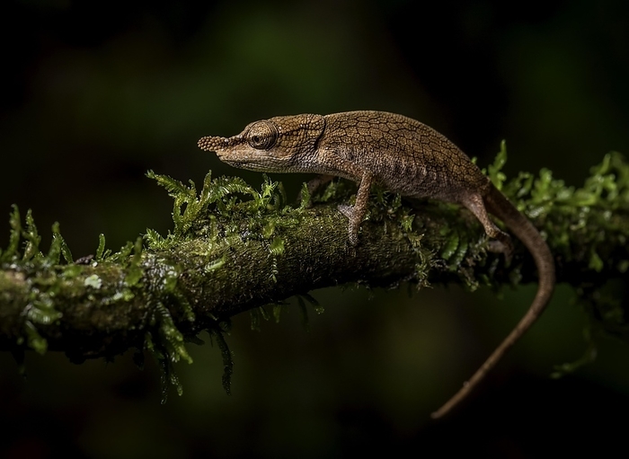 A female bicoloured chameleon (Calumma roaloko) in the rainforests of eastern Madagascar, by Thorsten Negro