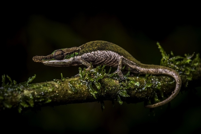 A male bicoloured chameleon (Calumma roaloko) in the rainforests of eastern Madagascar, by Thorsten Negro
