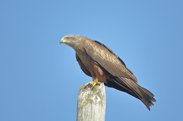 red kite  Milvus migrans  Red Kite  Milvus milvus  sitting on a pole in Monfrag e, Extremadura, Spain, Europe, by Gerald Abele