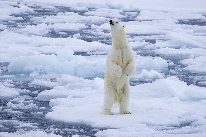 polar bear  Ursus maritimus  Polar bear  Ursus maritimus  standing upright to smell scent on drift ice, ice floe in the Arctic Ocean along the Svalbard coast, Spitsbergen, Norway, Europe, by alimdi   Arterra