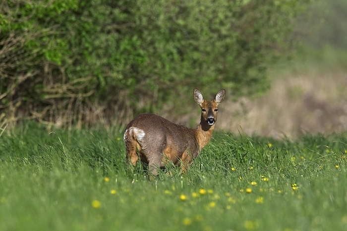 common muntjac  species of barking deer, Muntiacus muntjak  Roe deer  Capreolus capreolus  in meadow, by alimdi   Arterra