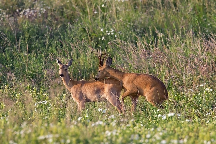 common muntjac  species of barking deer, Muntiacus muntjak  Roe deer  Capreolus capreolus  buck and doe mating in field in summer during the rut, by alimdi   Arterra