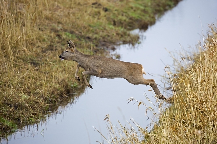 common muntjac  species of barking deer, Muntiacus muntjak  Fleeing European roe deer  Capreolus capreolus  female, doe jumping over ditch in farmland, by alimdi   Arterra