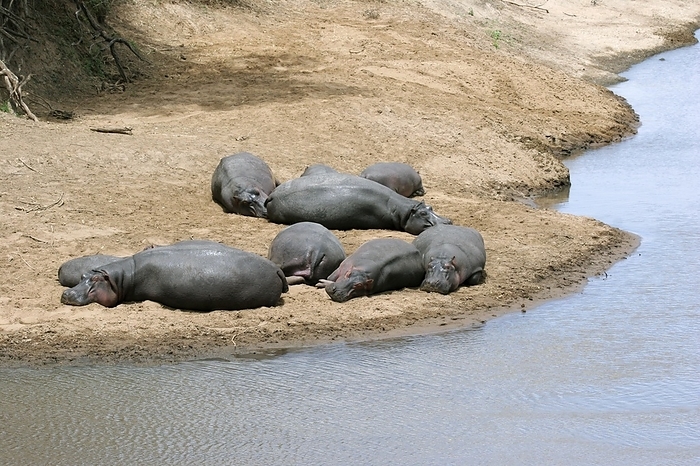 cover  e.g. book  Hippos  Hippopotamus amphibius  sleeping on river bank, Masai Mara National Reserve, Kenya, East Africa, Africa, by alimdi   Arterra