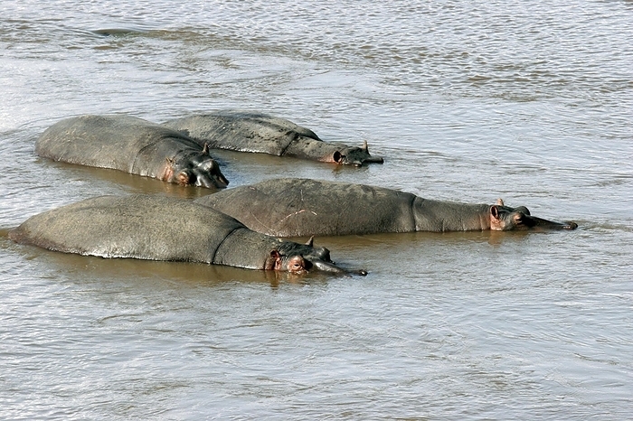 cover  e.g. book  Hippos  Hippopotamus amphibius  herd resting in water of the Mara River, Masai Mara National Reserve, Kenya, East Africa, Africa, by alimdi   Arterra