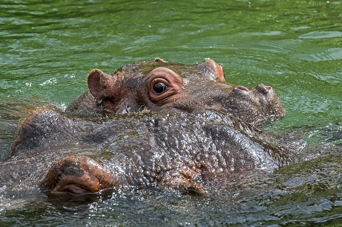 cover  e.g. book  Close up of cute baby common hippopotamus, hippo  Hippopotamus amphibius  calf swimming near mother in lake, by alimdi   Arterra