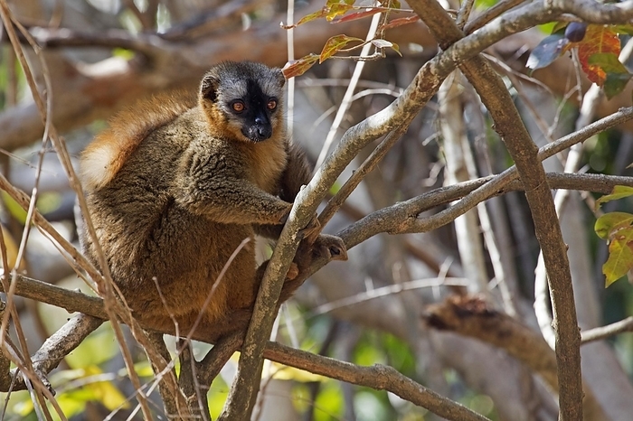 red fronted lemur  Eulemur rufifrons  Southern red fronted brown lemur  Eulemur rufifrons  in the Isalo National Park near Ranohira, Ihosy, Ihorombe, Madagascar, Southeast Africa, Africa, by alimdi   Arterra