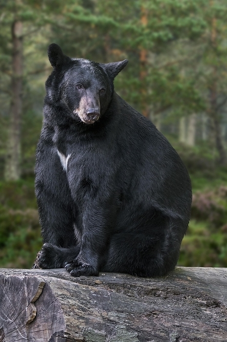 American black bear  Ursus americanus  American black bear  Ursus americanus  sitting on cut log, tree trunk in pine forest, by alimdi   Arterra