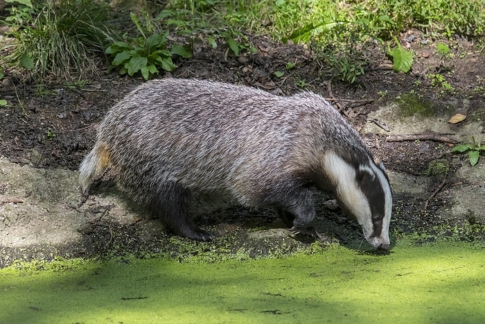 badger European badger  Meles meles  drinking water from pond, pool covered in duckweed, by alimdi   Arterra