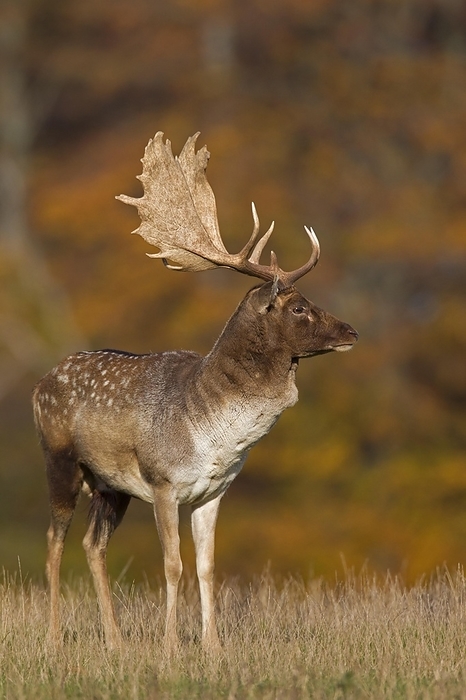 dama deer Fallow deer  Dama dama  buck in grassland at forest s edge during the rut in autumn, by alimdi   Arterra