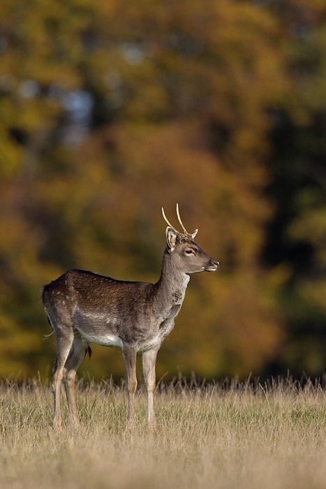 dama deer Fallow deer  Dama dama  young buck in grassland at forest s edge during the rut in autumn, by alimdi   Arterra
