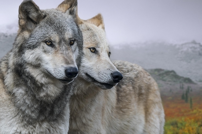 Alaskan wolf Two Northwestern wolves, Mackenzie Valley wolves  Canis lupus occidentalis  subspecies of gray wolf native to North America, Canada and Alaska, by alimdi   Arterra