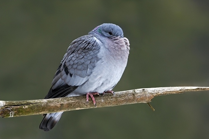 Stock dove (Columba oenas) fluffed up perched in tree with beak tucked in feathers in the freezing cold in winter, by alimdi / Arterra